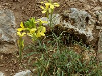 Erysimum duriaei 4, Saxifraga-Ed Stikvoort : Poncebos - Cordiñanes de Valdeón s9900