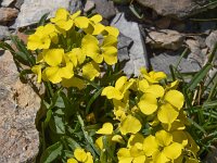 Erysimum helveticum 2, Saxifraga-Harry Jans