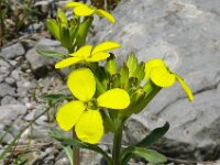 Erysimum helveticum 4, Saxifraga-Hans Grotenhuis
