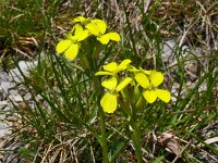 Erysimum helveticum 5, Saxifraga-Hans Grotenhuis