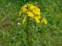 Erysimum ibericum 3, Saxifraga-Ed Stikvoort