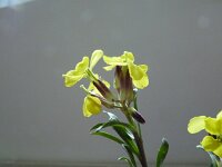 Erysimum linariifolium 2, Saxifraga-Jasenka Topic