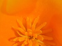 Eschscholzia californica 17, Slaapmutsje, Saxifraga-Rutger Barendse