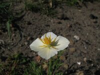 Eschscholzia californica 2, Slaapmutsje, Saxifraga-Rutger Barendse