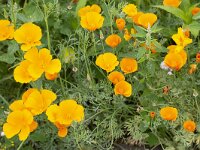 Eschscholzia californica 21, Slaapmutsje, Saxifraga-Roel Meijer