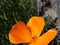 Eschscholzia californica 29, Slaapmutsje, Saxifraga-Ed Stikvoort