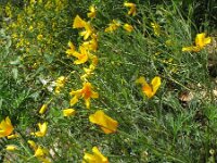 Eschscholzia californica 3, Slaapmutsje, Saxifraga-Rutger Barendse