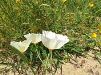 Eschscholzia californica 4, Slaapmutsje, Saxifraga-Rutger Barendse