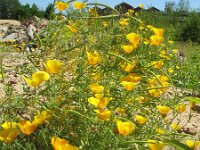 Eschscholzia californica 7, Slaapmutsje, Saxifraga-Rutger Barendse