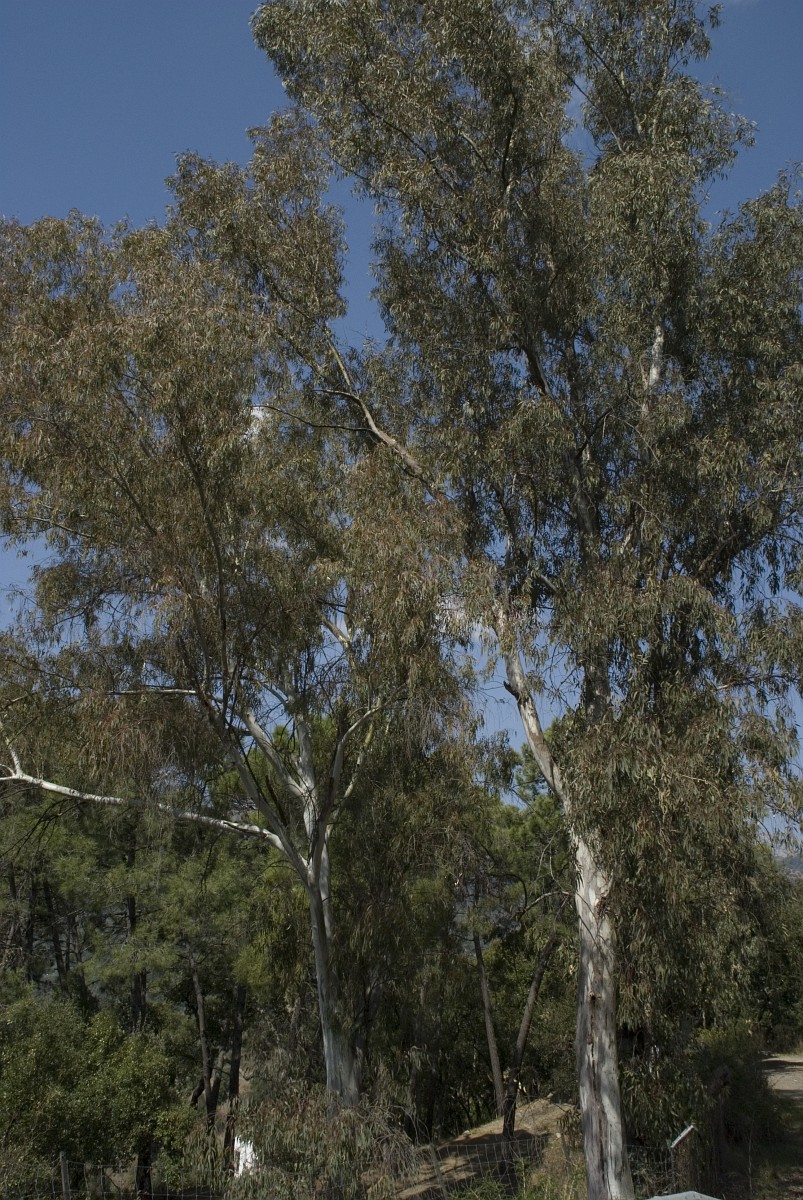 Реферат: Евкаліпт кулястий Eucalyptus globulus L 2