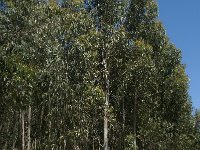 Eucalyptus globulus 7, Saxifraga-Willem van Kruijsbergen