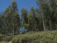 Eucalyptus globulus 8, Saxifraga-Willem van Kruijsbergen