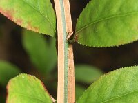 Euonymus alatera 3, Saxifraga-Rutger Barendse