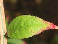 Euonymus alatera 4, Saxifraga-Rutger Barendse