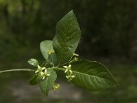 Euonymus europaeus 5, Wilde kardinaalsmuts, Saxifraga-Jan van der Straaten
