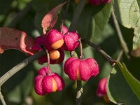 Euonymus europaeus 56, Kardinaalsmuts, Saxifraga-Willem van Kruijsbergen