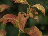 Euonymus europaeus 64, Wilde kardinaalsmuts, Saxifraga-Jan van der Straaten