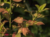 Euonymus europaeus 65, Wilde kardinaalsmuts, Saxifraga-Jan van der Straaten