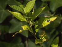 Euonymus europaeus 66, Wilde kardinaalsmuts, Saxifraga-Jan van der Straaten