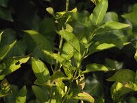Euonymus europaeus 67, Wilde kardinaalsmuts, Saxifraga-Jan van der Straaten