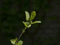 Euonymus europaeus 69, Wilde kardinaalsmuts, Saxifraga-Jan van der Straaten
