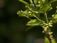 Euonymus europaeus 75, Wilde kardinaalsmuts, Saxifraga-Jan van der Straaten