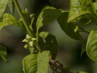 Euonymus europaeus 77, Wilde kardinaalsmuts, Saxifraga-Jan van der Straaten