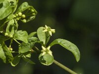 Euonymus europaeus 83, Wilde kardinaalsmuts, Saxifraga-Jan van der Straaten
