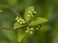 Euonymus europaeus 88, Wilde kardinaalsmuts, Saxifraga-Jan van der Straaten