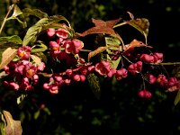 Euonymus europaeus 9, Wilde kardinaalsmuts, Saxifraga-Jan van der Straaten