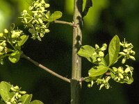 Euonymus europaeus 91, Wilde kardinaalsmuts, Saxifraga-Jan van der Straaten