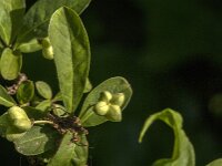 Euonymus europaeus 94, Wilde kardinaalsmuts, Saxifraga-Jan van der Straaten