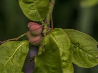 Euonymus europaeus 98, Wilde kardinaalsmuts, Saxifraga-Jan van der Straaten