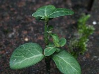 Euonymus fortunei 10, Kruipkardinaalsmuts, Saxifraga-Rutger Barendse