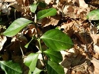 Euonymus fortunei 4, Kruipkardinaalsmuts, Saxifraga-Rutger Barendse
