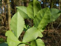 Euonymus fortunei 6, Kruipkardinaalsmuts, Saxifraga-Rutger Barendse