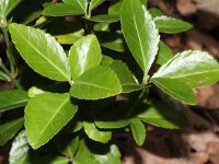Euonymus japonicus 6, Saxifraga-Rutger Barendse