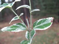 Euonymus japonicus 8, Saxifraga-Rutger Barendse