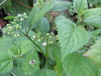 Eupatorium rugosum 3, Saxifraga-Rutger Barendse