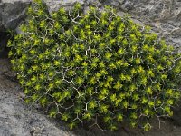 Euphorbia acanthothamnos 15, Saxifraga-Willem van Kruijsbergen
