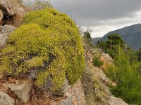 Euphorbia acanthothamnos 26, Saxifraga-Harry Jans