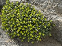 Euphorbia acanthothamnos 8, Saxifraga-Jan van der Straaten
