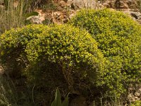 Euphorbia acanthothamnos 9, Saxifraga-Willem van Kruijsbergen