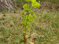 Euphorbia amygdaloides 10, Amandelwolfsmelk, Saxifraga-Rutger Barendse