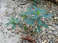 Euphorbia amygdaloides 11, Amandelwolfsmelk, Saxifraga-Rutger Barendse