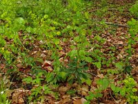 Euphorbia amygdaloides 17, Amandelwolfsmelk, Saxifraga-Hans Grotenhuis