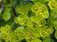 Euphorbia amygdaloides 19, Amandelwolfsmelk, Saxifraga-Hans Grotenhuis