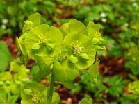 Euphorbia amygdaloides 21, Amandelwolfsmelk, Saxifraga-Hans Grotenhuis