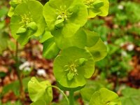 Euphorbia amygdaloides 22, Amandelwolfsmelk, Saxifraga-Hans Grotenhuis