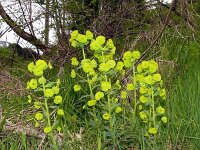 Euphorbia amygdaloides 23, Amandelwolfsmelk, Saxifraga-Hans Grotenhuis